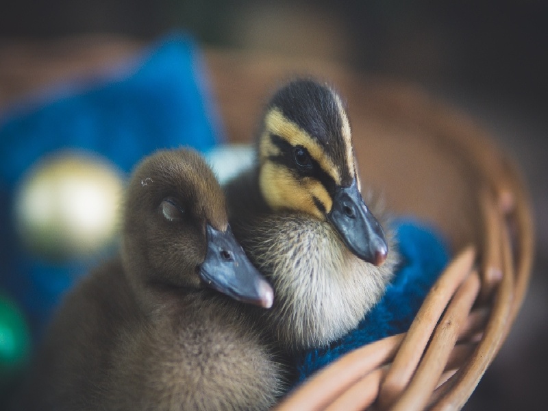 陈女士成功案例